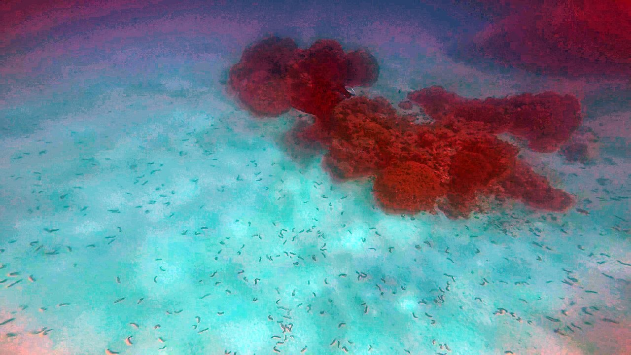 ange et la raie manta Maupiti