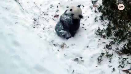 Cute Panda Is Playing In Snow