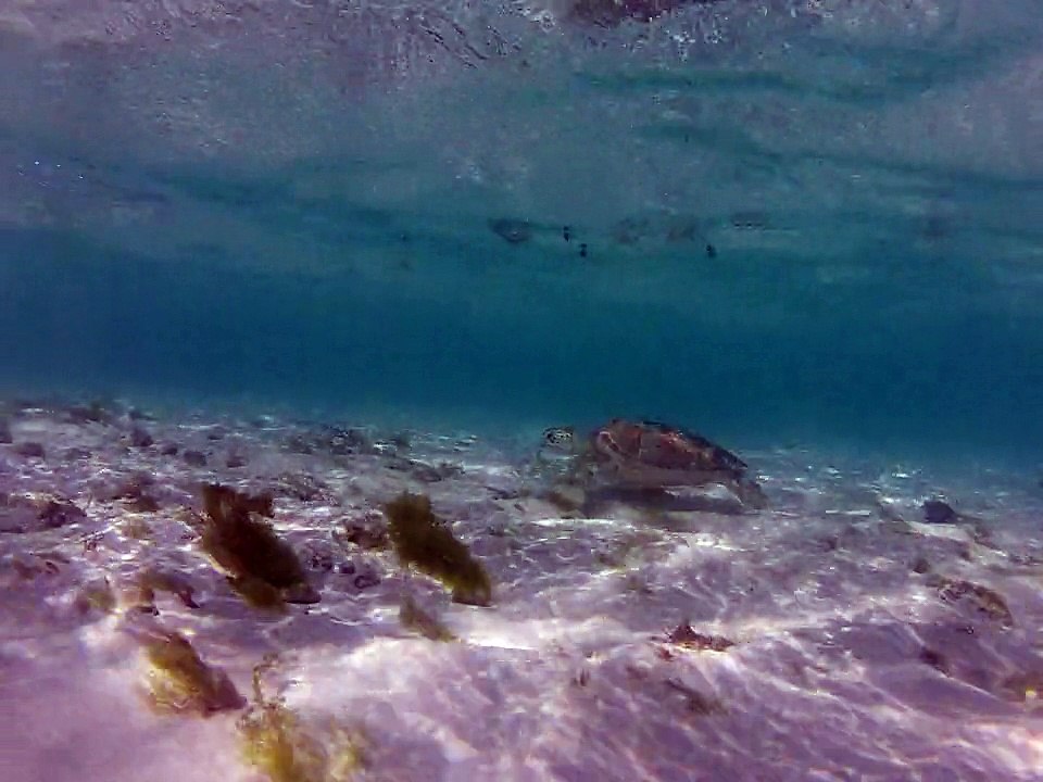 Petite-terre plonger, tortue