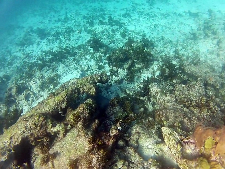 Petite-terre plonger ,requin nourrice 1