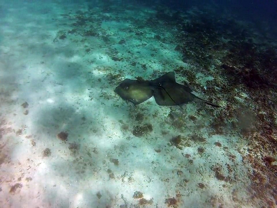 Petite-terre plonger ,raies pastenague