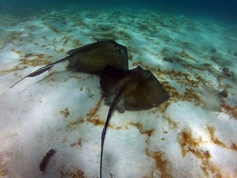 Petite-terre plonger, raie pastenague