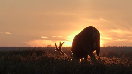 Die Hüter der Tundra - Trailer (Deutsch) HD