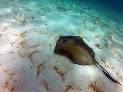 Petite-terre plonger, raie pastenague