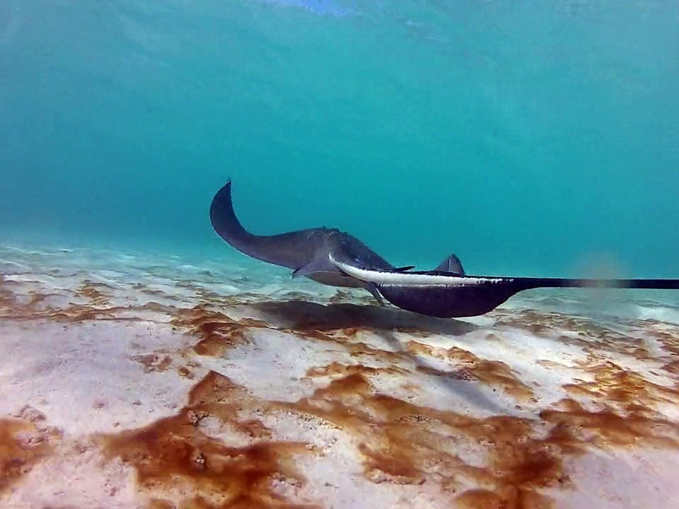 Petite-terre plonger, raie pastenague