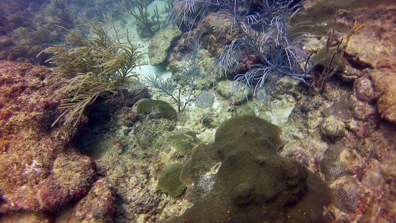 Tobago 2014