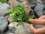 Plante Sensible / Sensitive Plant