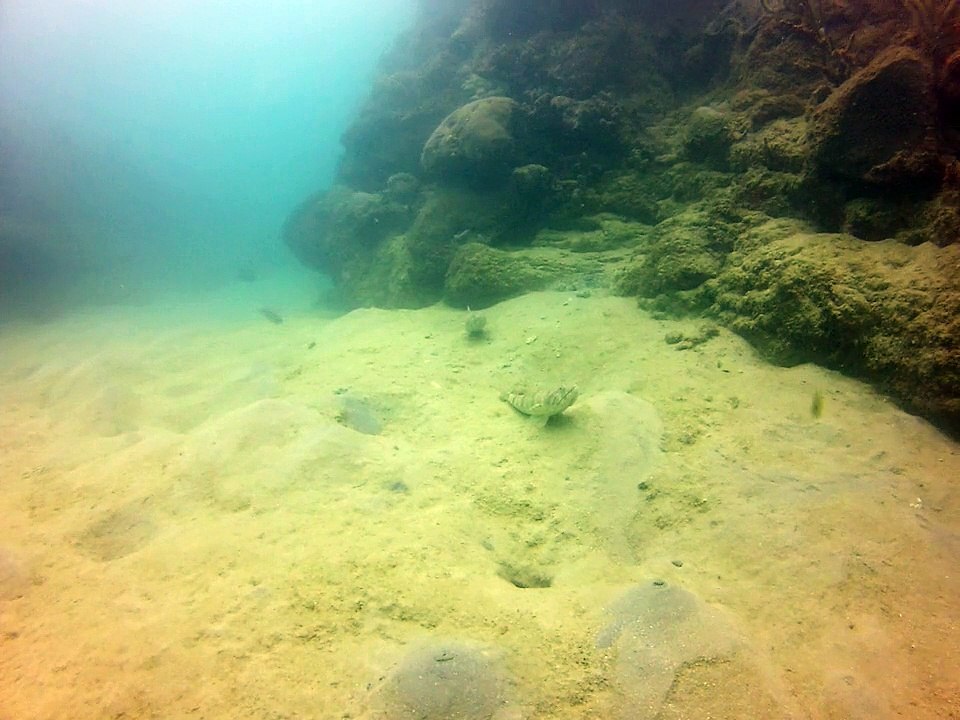 Tobago 2014,poisson lezard