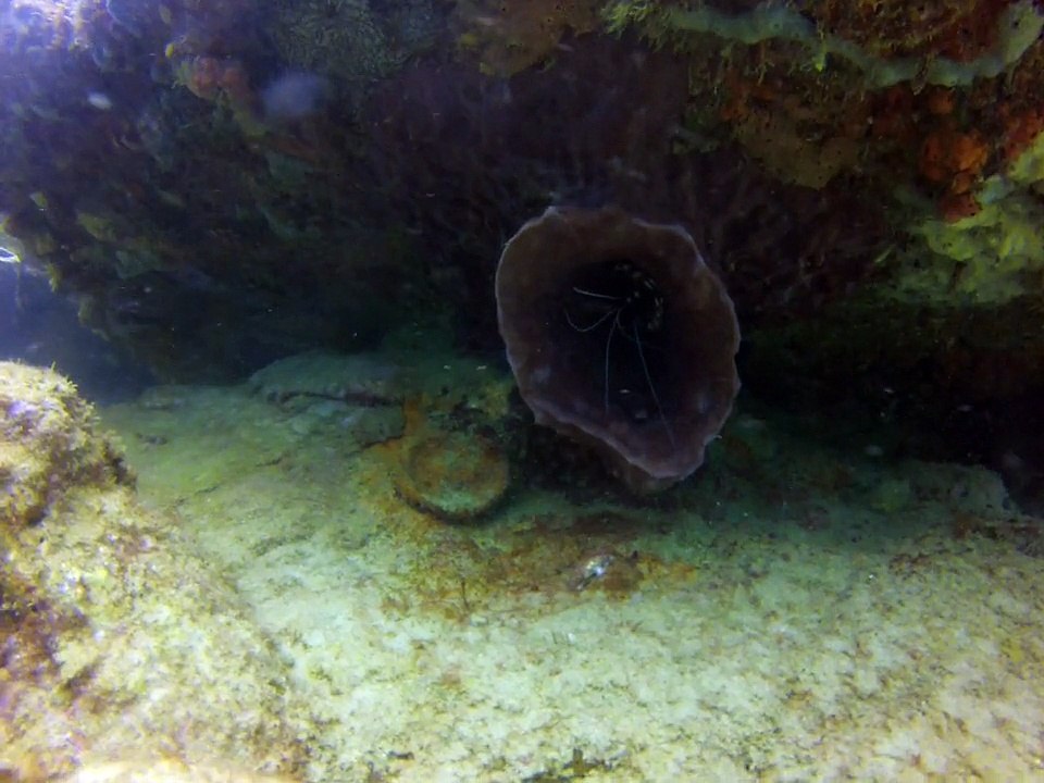 Tobago 2014,crevette dans une éponge