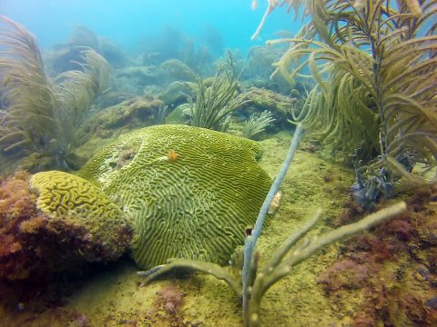 Tobago 2014,money des caraibes