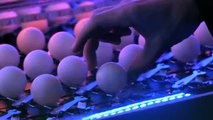 2,014 mousetraps and 2,015 Ping-Pong balls create ultimate chain reaction