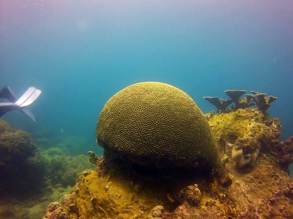 Tobago 2014,coraux