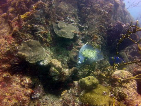 Tobago 2014, poissons ange