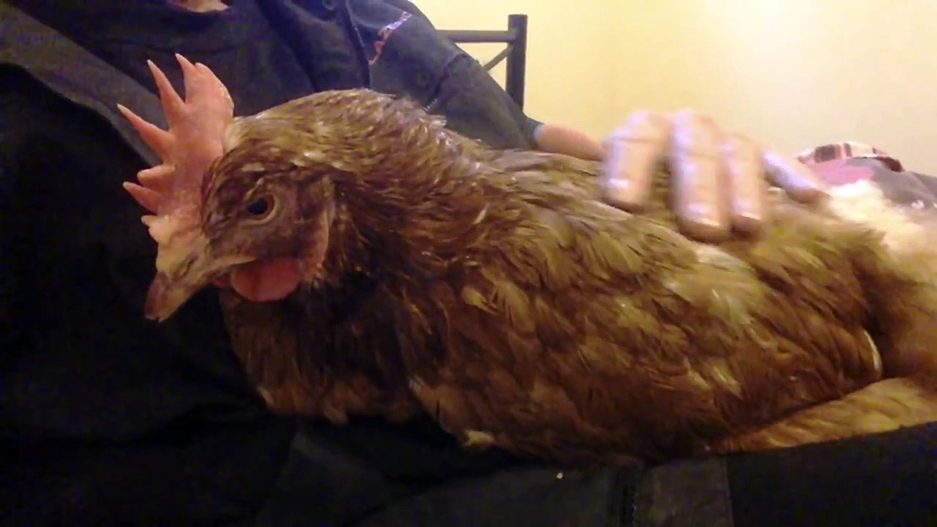 Ce Poulet Domestique Ronronne Comme Un Chat Video Dailymotion