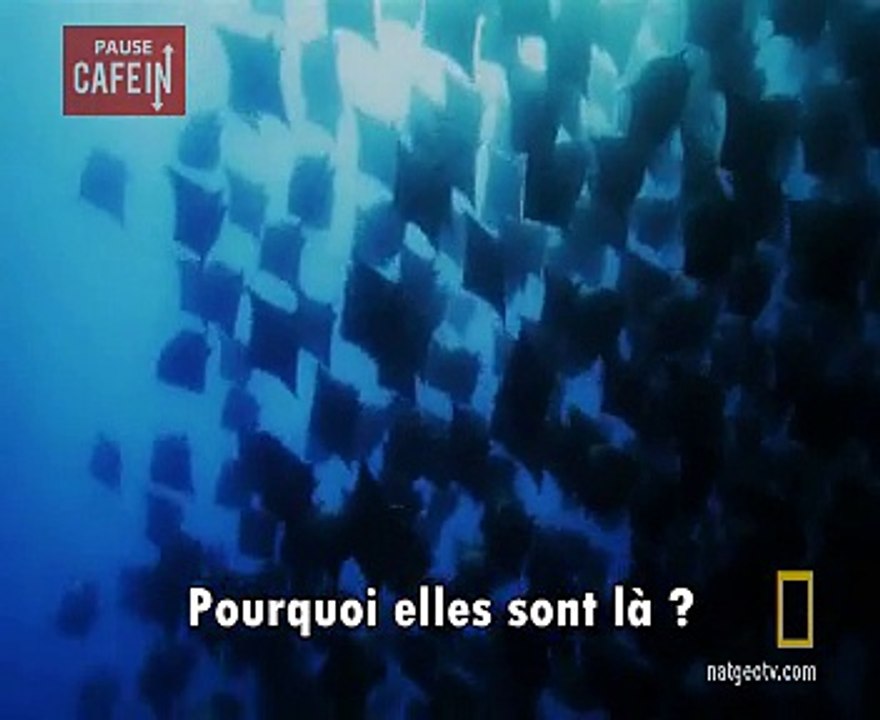 Le plus gros rassemblement de raies manta jamais filmé !