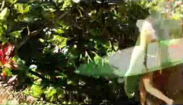 Erica Hosseini - Les Surfeuses de PlayBoy