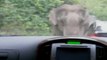 Elephant Goes On a Rampage In Thai National Park