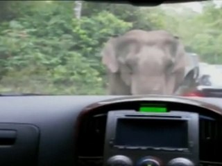 Elephant Goes On a Rampage In Thai National Park