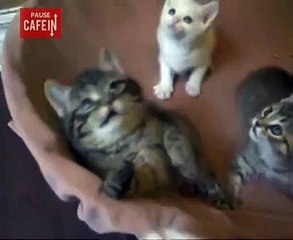 L'expression de ce chaton devant ce jouet est un vrai délice