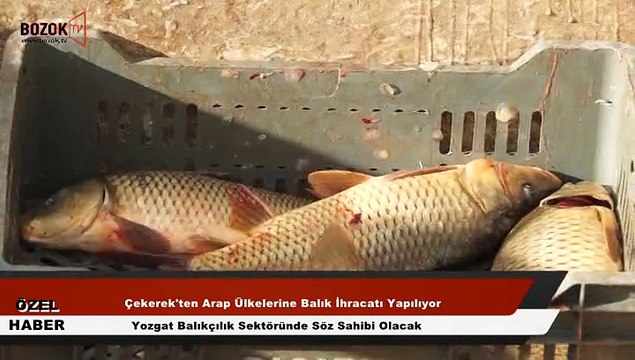 YOZGAT'TAN ARAP ÜLKELERİNE BALIK İHRACATI