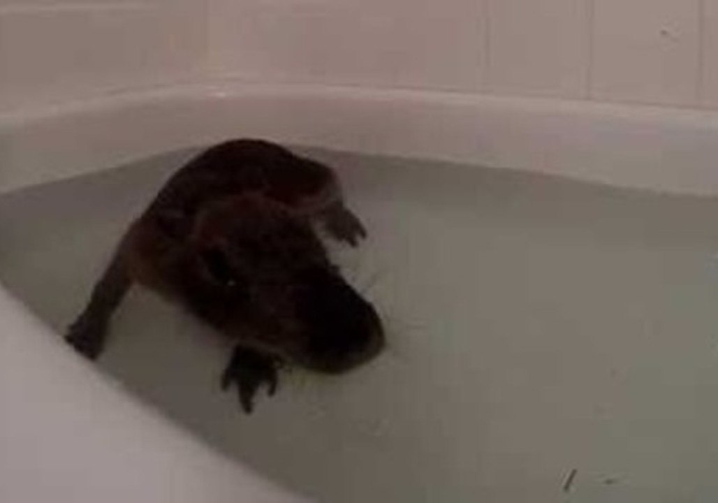Cute Capybara Plays in Water