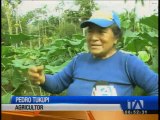 Decenas de familias se benefician física y económicamente del cultivo de tubérculos