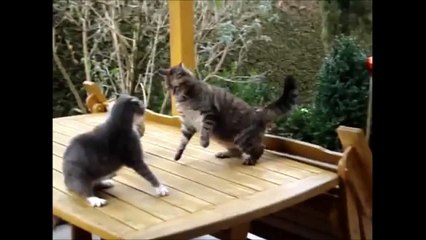 Top 10 Funny Cat Videos - Funny Videos 2015 - Funny Cats - Funny Vines - Funny Animals - Funny Fails