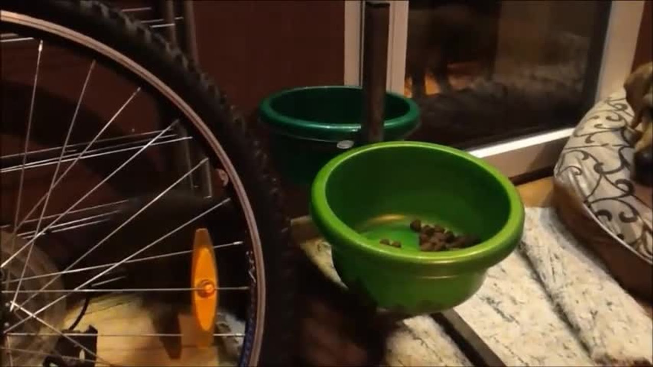 Energetic cat steals dog's food