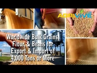 Purchase Bulk Feed Wheat for Sale, Food Feed Wheat, Buy Bulk Feed Wheat, Bulk Wholesale Feed Wheat, Buy Bulk Feed Wheat, Feed Wheat Grade 1, Feed Wheat Grade 2, Feed Wheat Grade 3