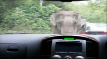 How Elephant Goes Wild And compressed Car With Foot & Trunk