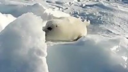 Baby seal playing in the snow