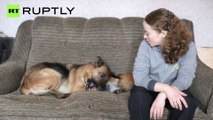 Uma raposa da Sibéria pode ser seu novo bicho de estimação!