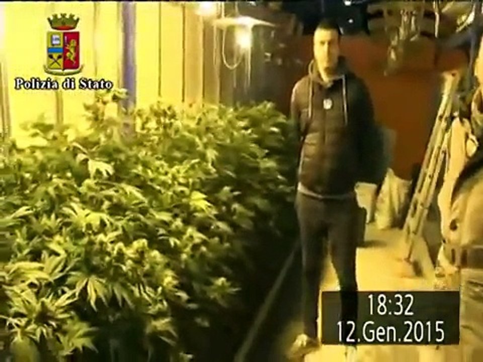 Bergamo  - Coppia coltiva cannabis (14.01.15)