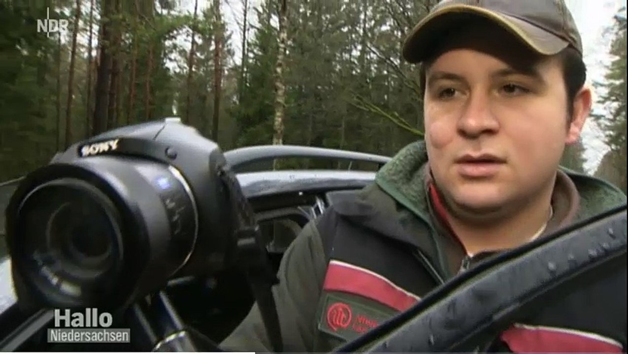 Boswachter oog in oog met wolvenfamilie