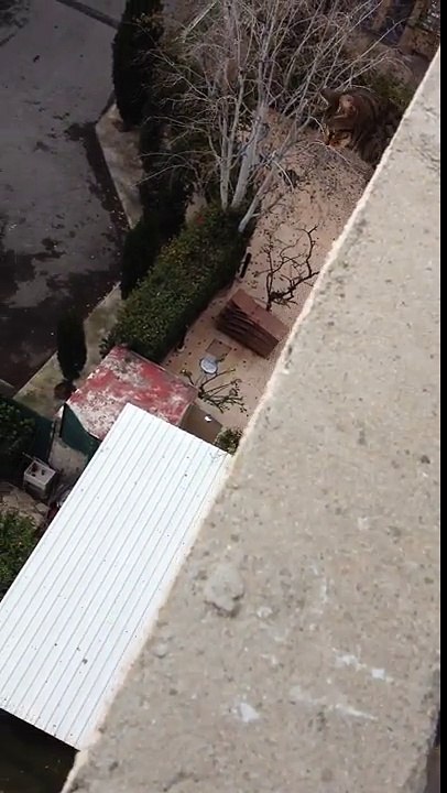 Cat falls from three-story building