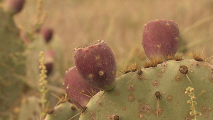 Prickly Pear Brew at NXNW