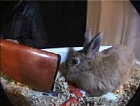 Ce matin un lapin (fallait pas cacher la vérité aux enfants)