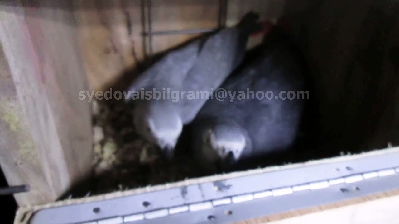 Congo African Grey Parrots Bonded Pair of Syed Ovais Bilgrami