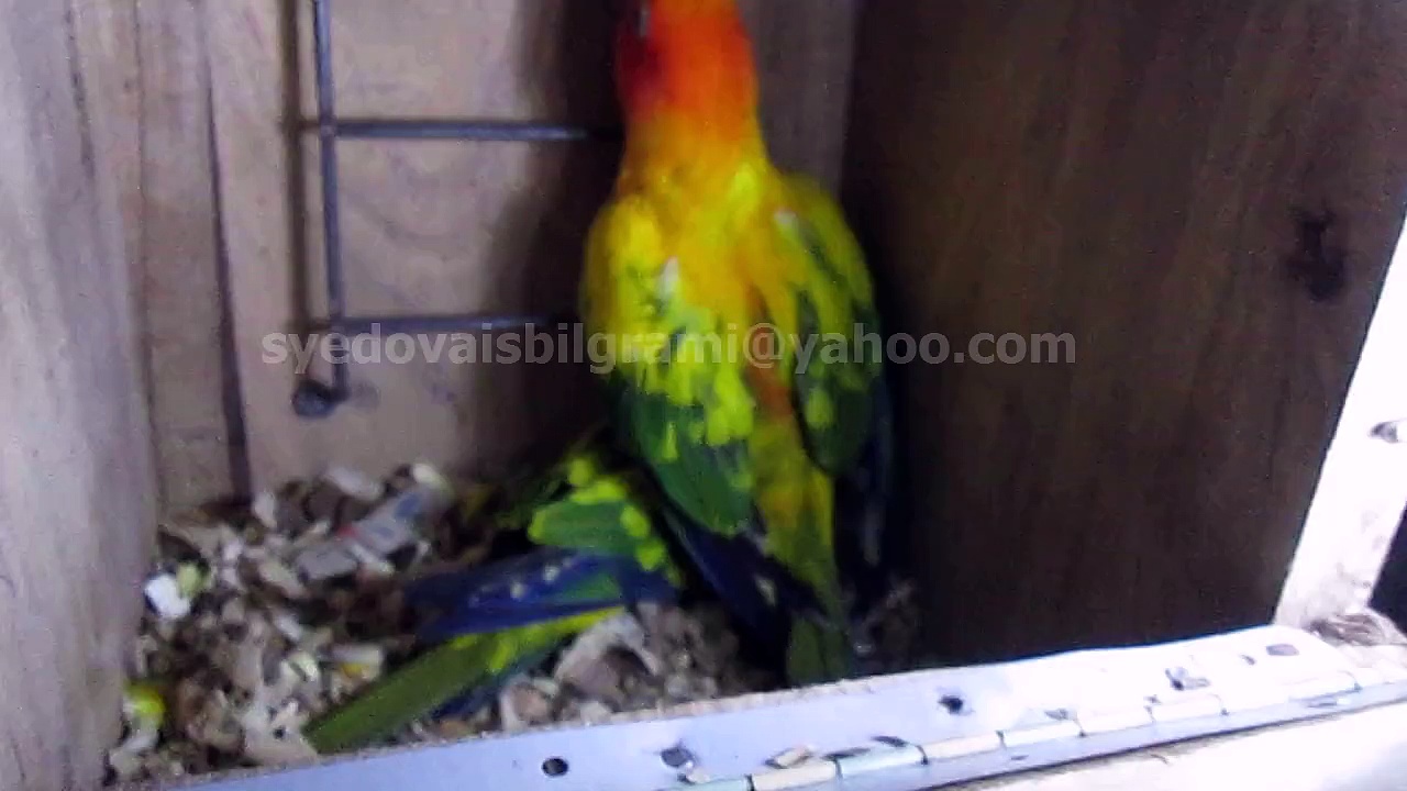 Sun Conure Parrots of Syed Ovais Bilgrami