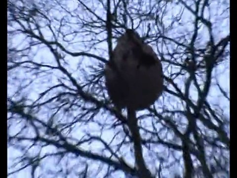 (partie 13) Yann présente : FRELON ASIATIQUE UNE HISTOIRE SANS FIN !!! entre Saint Doulchard 18230 et Saint Eloy de Gy 18110.