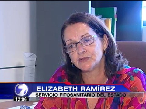 MAG libera 165 millones de ácaros y chinches para controlar plagas