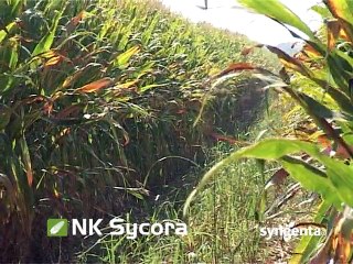 Hibridi kukuruza i šećerne repe - Syngenta_382_10.01.2015.