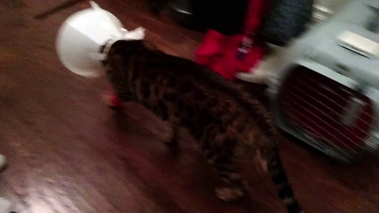 Rumble is Back From The Hospital & Feeling Better!