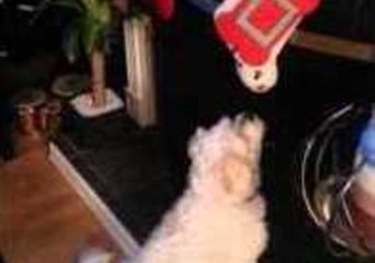 Eager Puppy Can't Reach His Christmas Stocking