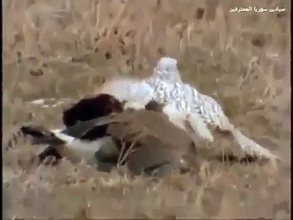 Goose vs Falcon