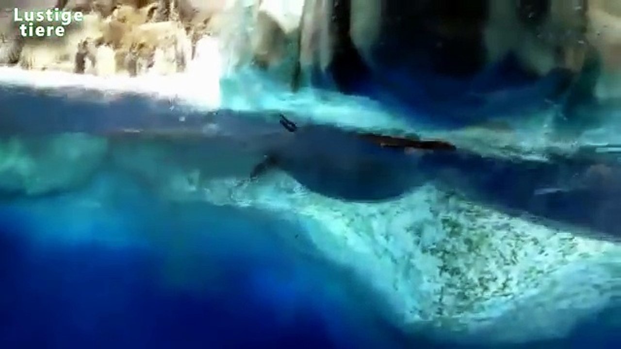 Lustiges Pinguin Video 2014