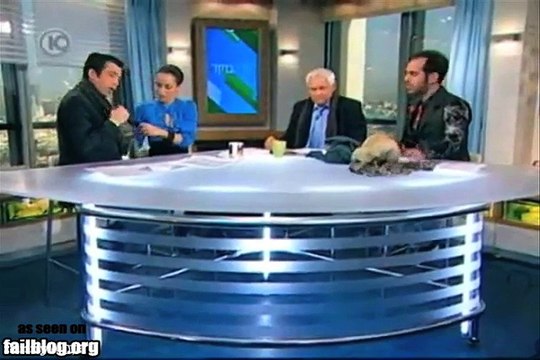Dog Fail On Anchor Table Oh Shit