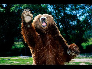 Grizzly by The Electric Trunk