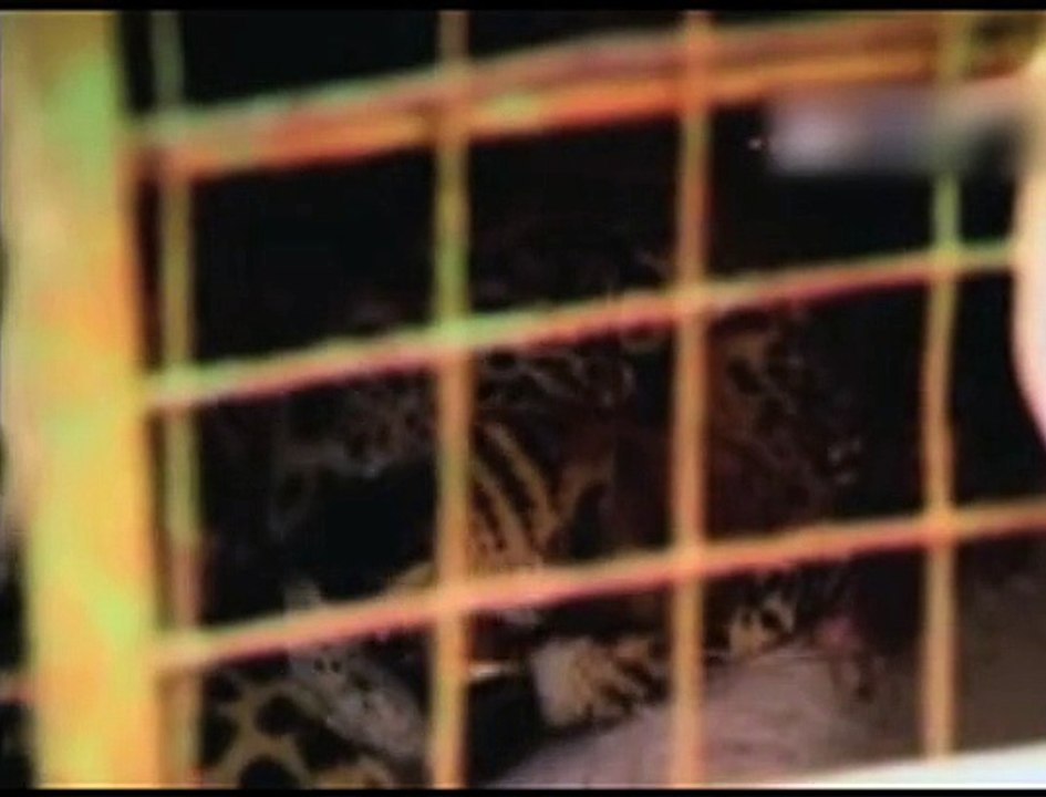 Dunya News - Leopard attacks on man