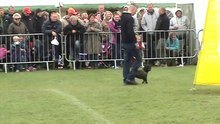 ---French bulldog 1½ year old, Purpleheart's Magic Evolution ''Ozzy'' IPO 3 DM Grp. C show